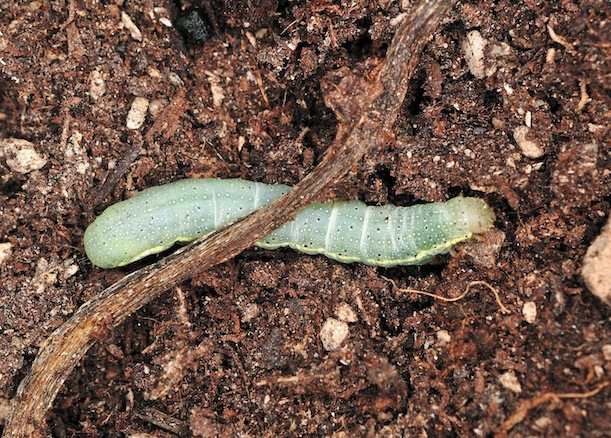 Aiuto ID larva di Noctuidae (credo!)